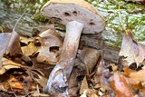 Tylopilus atronicotianus image