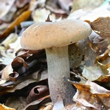 Tylopilus atronicotianus image