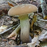 Tylopilus atronicotianus image