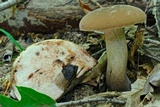 Tylopilus atronicotianus image