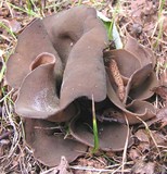 Peziza badia image