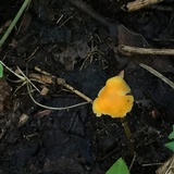 Mycena crocea image