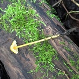 Mycena crocea image
