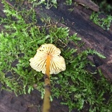 Mycena crocea image