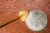 Mycena crocea image