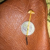 Mycena crocea image