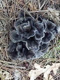 Polyozellus atrolazulinus image