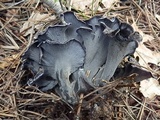 Polyozellus atrolazulinus image