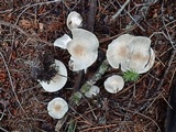 Clitocybe odora image