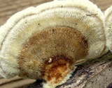 Trametes ochracea image