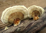 Trametes ochracea image