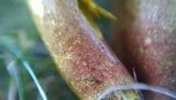 Lanmaoa pseudosensibilis image