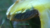 Lanmaoa pseudosensibilis image