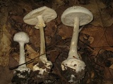 Amanita abrupta image