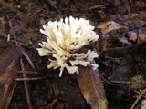 Sebacina schweinitzii image
