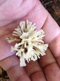 Sebacina schweinitzii image