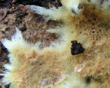 Rhizochaete filamentosa image