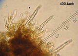 Rhizochaete filamentosa image