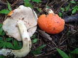 Gyroporus ballouii image