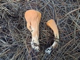 Clavariadelphus truncatus image