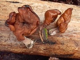 Gyromitra infula image