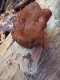 Gyromitra infula image
