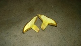 Suillus brevipes image