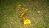 Suillus brevipes image
