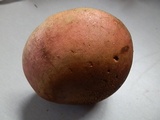 Boletus vermiculosoides image
