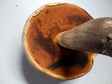 Boletus vermiculosoides image