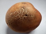 Boletus vermiculosoides image
