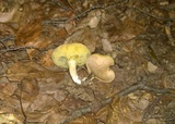 Boletus pallidus image