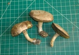 Boletus pallidus image