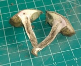 Boletus pallidus image