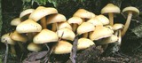 Pholiota alnicola var. alnicola image