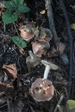 Homophron spadiceum image