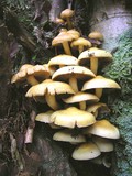 Pholiota alnicola image