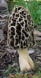 Morchella prava image