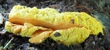 Fuligo septica image