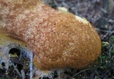 Fuligo septica image