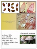 Coprinopsis variegata image