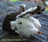 Ceratiomyxa fruticulosa var. fruticulosa image