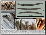 Trichoglossum walteri image