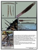 Trichoglossum farlowii image