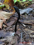 Trichoglossum farlowii image