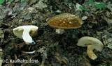 Xanthoconium affine image