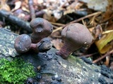 Daldinia asphalatum image