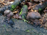 Daldinia asphalatum image