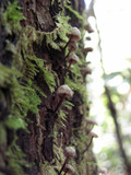 Micromphale arbuticola image