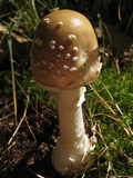 Amanita multisquamosa image